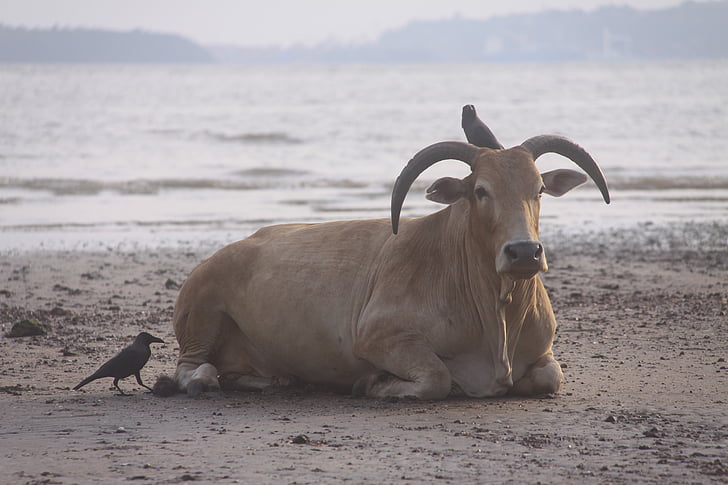 крава, плаж посетител, птици, Индия, Гоа, животните, природата