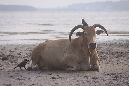Корова, пляж посетитель, птицы, Индия, Гоа, животное, Природа