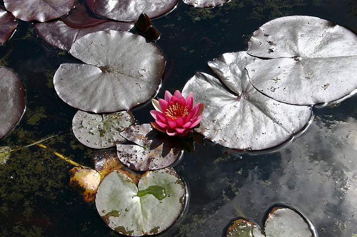 ūdens lily, dīķis, ūdens augu, daba, rozā, ezera roze, nuphar lutea