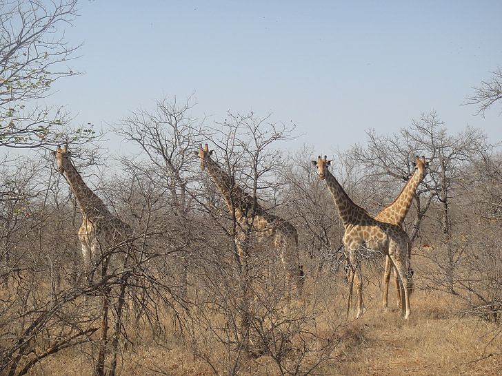 žirafy, Afrika, Národný park, Safari, Wilderness, Južná Afrika