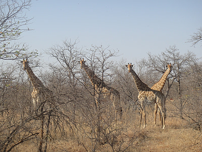 żyrafy, Afryka, park narodowy, Safari, bezdroża, Republika Południowej Afryki