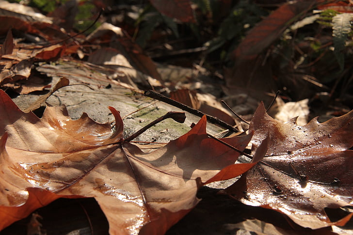 le foglie, terra, crepuscolo