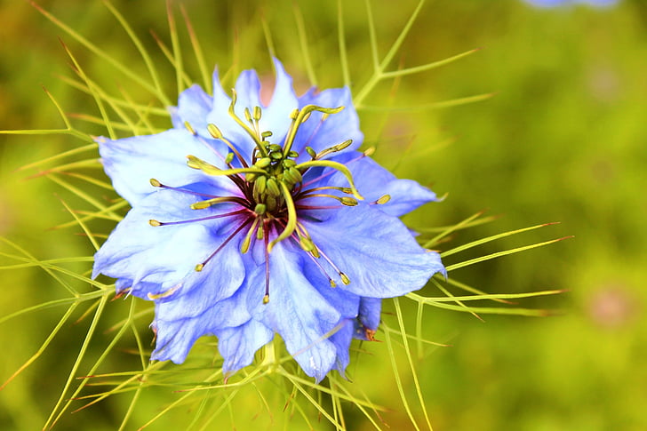 λουλούδι, μπλε, μακροεντολή
