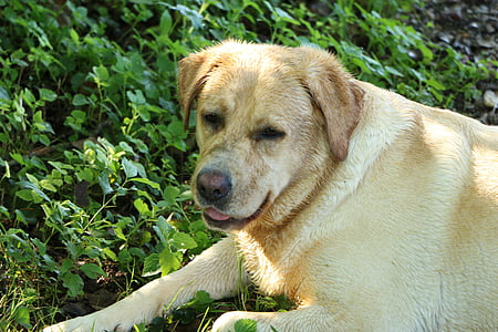 hund, Labrador retriever, gyllene päls, gräva, leriga