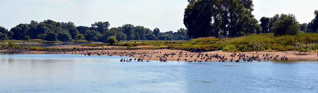 landschap, Bank, wilde ganzen, rivier, Elbe, vogels, natuur