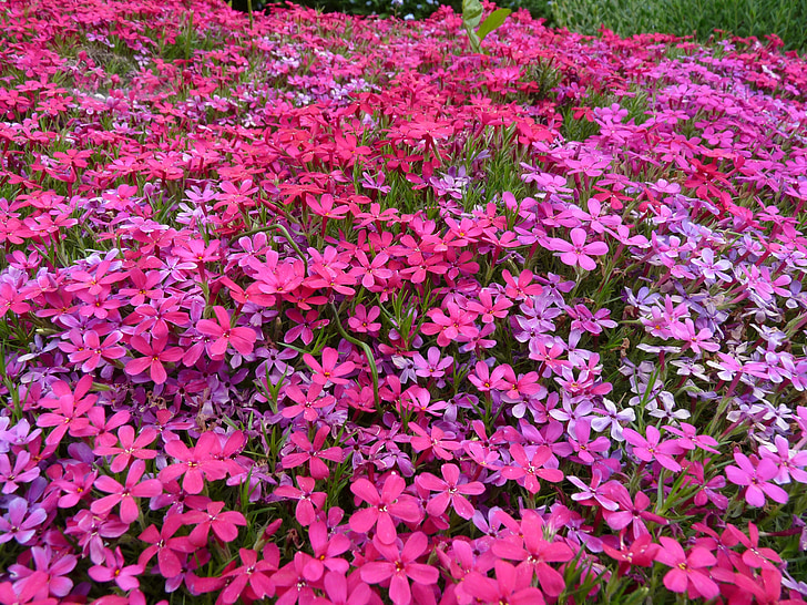 bunga karpet, merah muda, karpet bunga, ungu, Taman, bunga