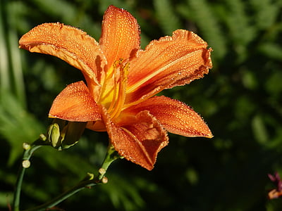 flower, lily orange, spring, dew, drops of water, plant, close-up