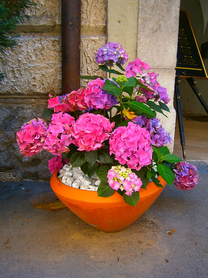 květiny, barevné, růžová, Hortensia