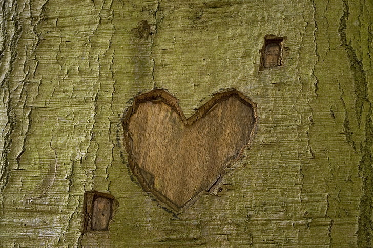 treet, Park, hjerte, beskjære, kjærlighet, natur, grønn