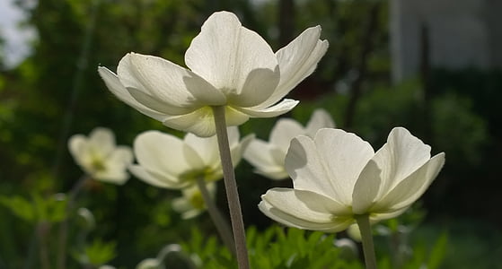 flor de primavera, sol, sombra, Blanco, naturaleza, planta, flor