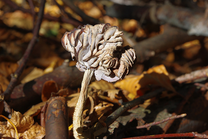 houby, suché, Les, nevhodné k lidské spotřebě, jídlo, Příroda, padajícího listí