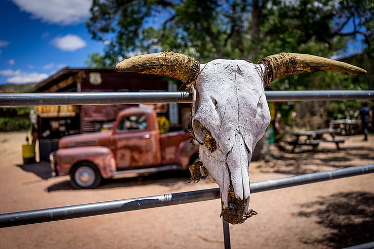 route 66, rusty car, a bovine skull