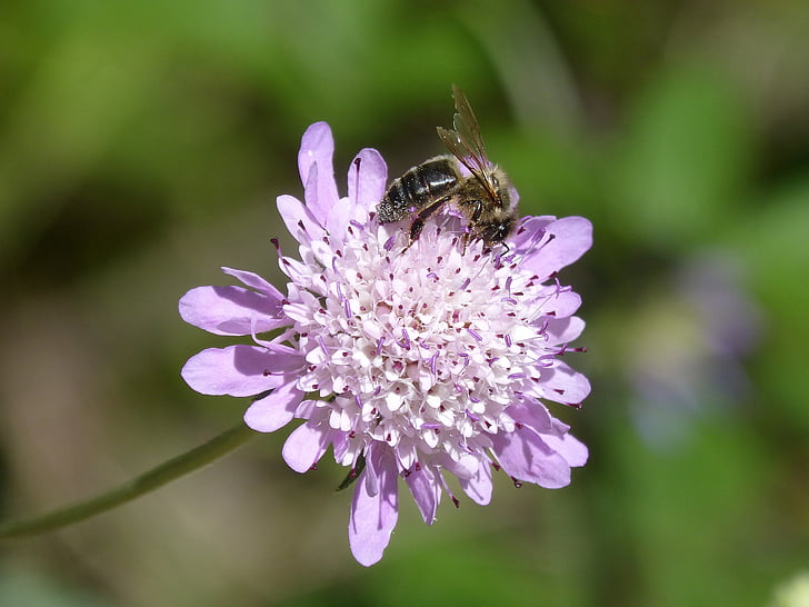 Bee, Libar, pollen, vilde blomst, detaljer, skønhed
