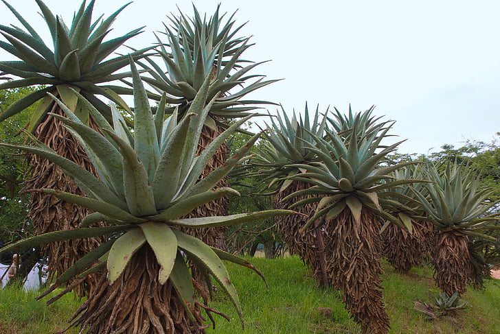 south africa, agave, agriculture, desert, nature, plant, tropical Climate