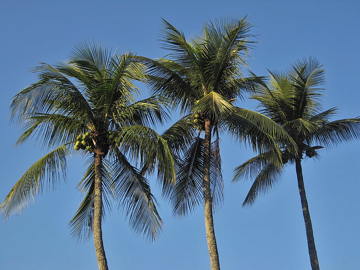 Royal Beach, kokospalmen, varenblad, blauw, blauwe hemel, Caraïben, Jamaica