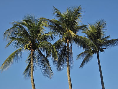 royal palms, coconut trees, frond, blue, blue sky, caribbean, jamaica