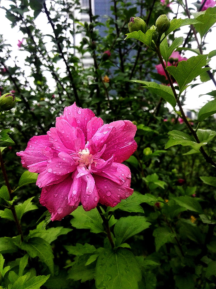 cvijet, kiša, škola, biljka, priroda, latica, roza boja
