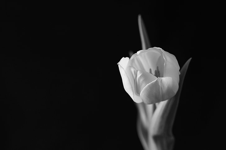 tulpė, tulpės, gėlė, juoda ir balta, augalų