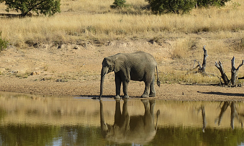 Elefant, Tier, Wild, Afrika, Tierwelt, Säugetier, Südafrika