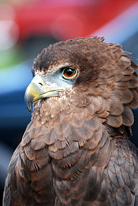 Eagle, Raptor, uccello della preda, Predator, falconeria, Close-up, occhi