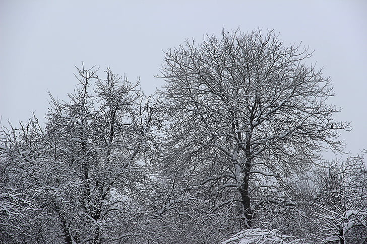 zimowe, śnieg, chłodny, zimno, biały, drzewa, krajobraz