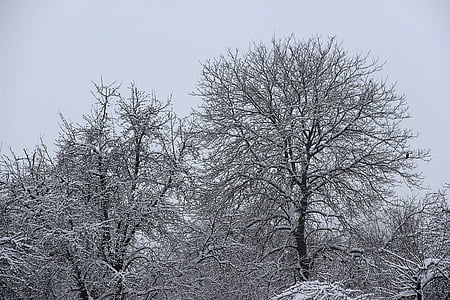 hiver, neige, hivernal, froide, blanc, arbres, paysage