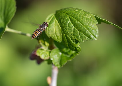 hoverfly, pollinator, แมลง
