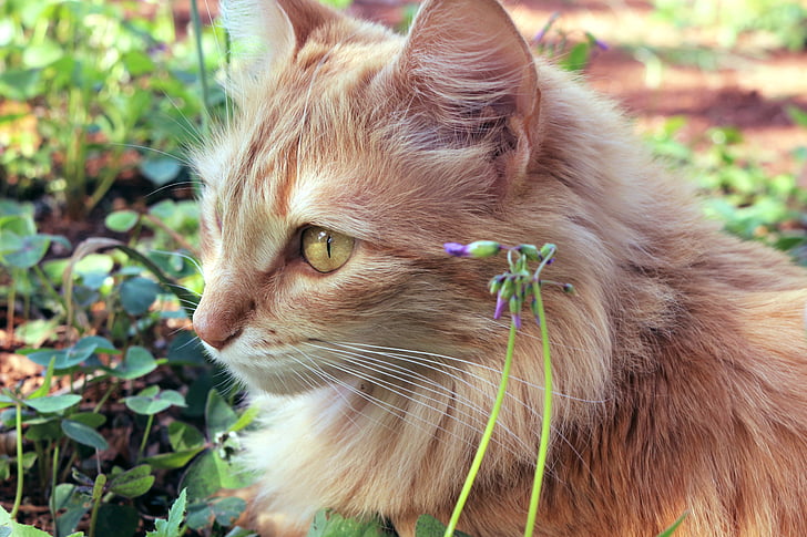 brown, long, coated, cat, green, plant, leaves