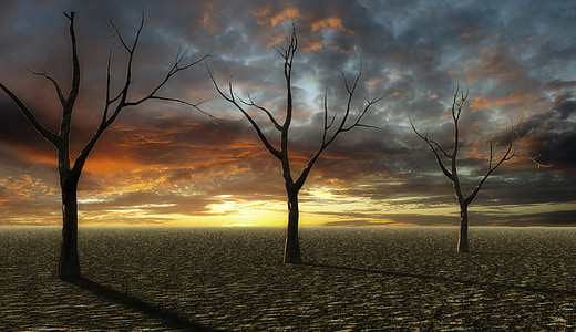 sunset, desert, dry, trees, sandy soil, landscape, scenery