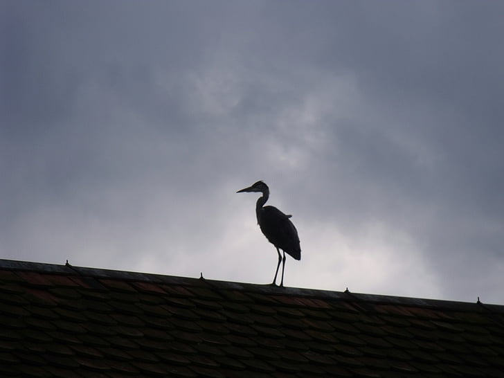 heron, bird, roof, dark clouds, stork, animal, wildlife