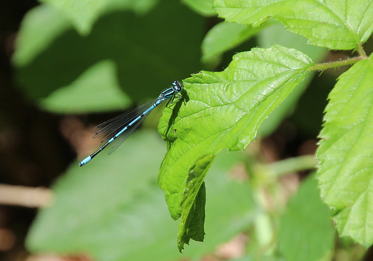 Azure brudtärna, Dragonfly, blå, insekt, Blåsvart slända
