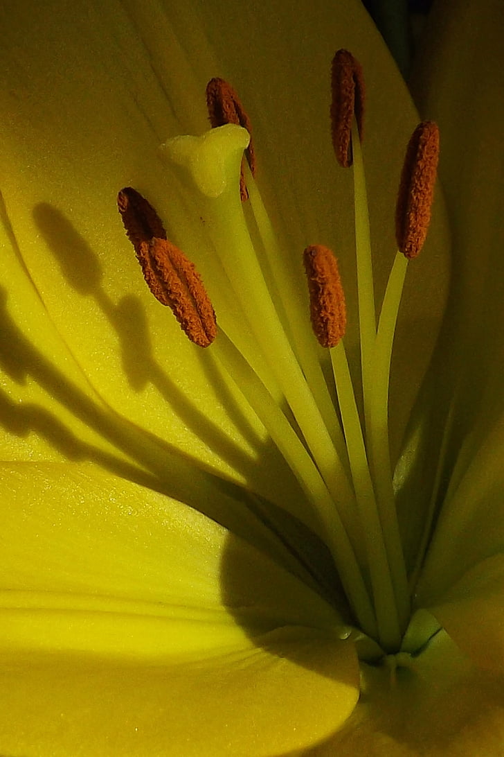 nature, macro, flower, yellow, lily, plant