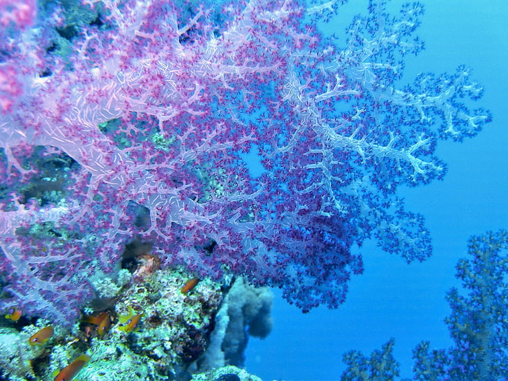 Underwater, Coral, Röda havet, färger, havet, djup, Reef