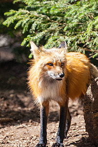 Fuchs, savvaļā, bezkaunīgs, savvaļas dzīvnieks, plēsoņa