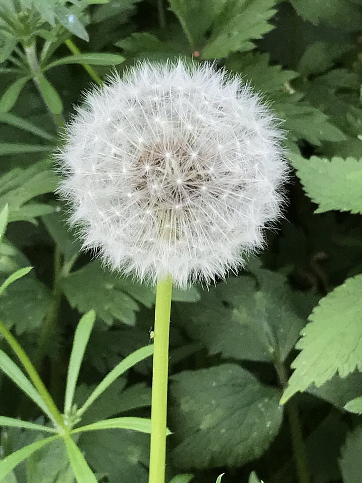 dandelion, wishes, spring, nature, flower, seed, plant