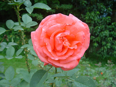 Rosa, květ, závod, Příroda, červená, růže - květ, okvětní lístek