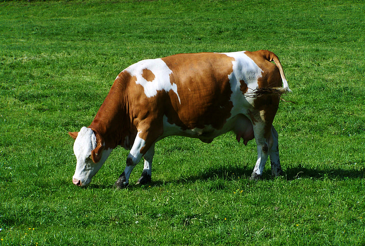 brown and white cow, green pastures, cattle