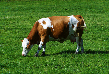 Vache brune et blanche, verts pâturages, bovins