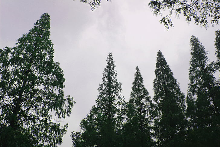puu, oksad, taevas, Sügis, Metasequoia