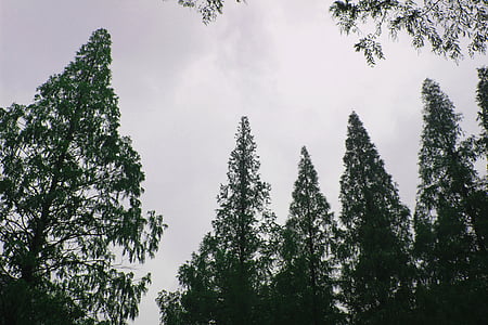 treet, grenene, himmelen, høst, metasequoia