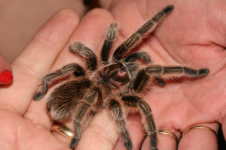 Rosie a tarantula, természet, nagy, pók