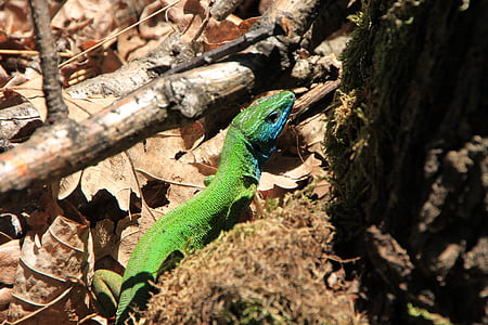 azul, camuflagem, floresta, verde, Lacerta, lagarto, viridis