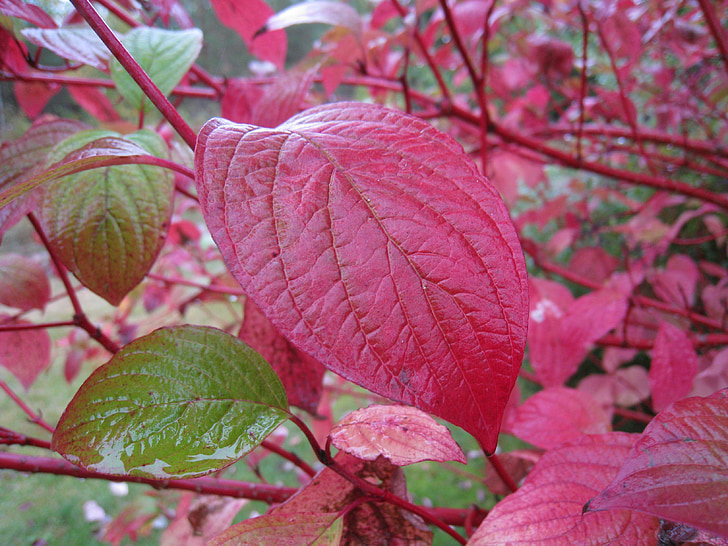 automne, feuille, rouge, vert, jardin, Bush