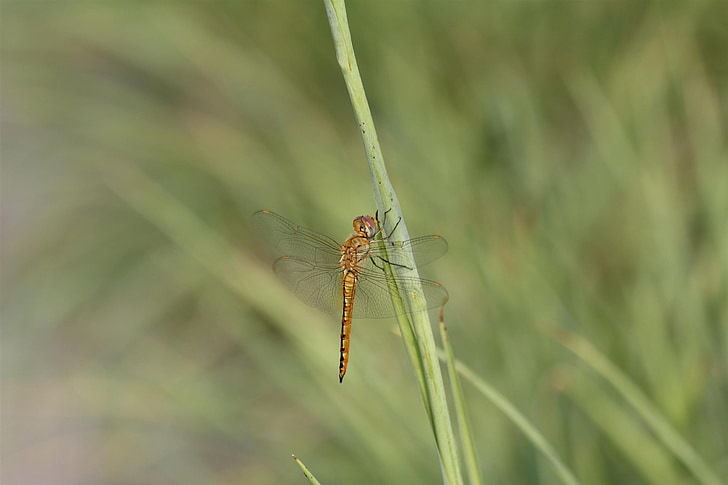 Dragonfly, hmyz, Příroda, zvíře