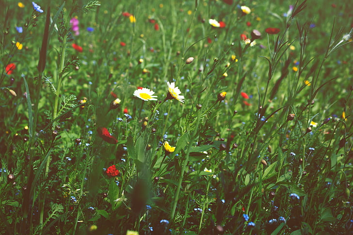 cvatnje, cvijet, Krupni plan, boja, šarene, boja, osjetljive