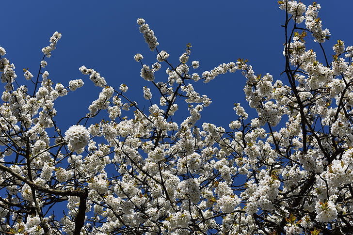 Blossom, musim semi, bunga, alam