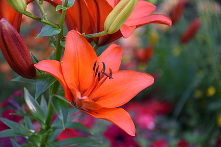 Lily Květina, květ, Bloom, Příroda, závod, léto, letní květiny