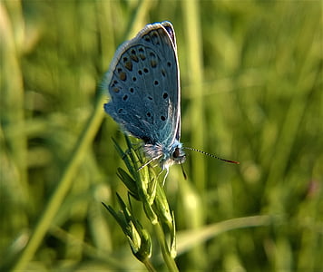 nature, butterfly, blue, green, plant, spring, one animal
