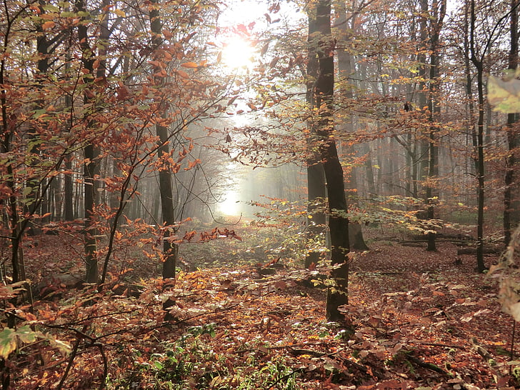 podzim, Les, zadní světlo, stromy, listy, glade, podzimní les