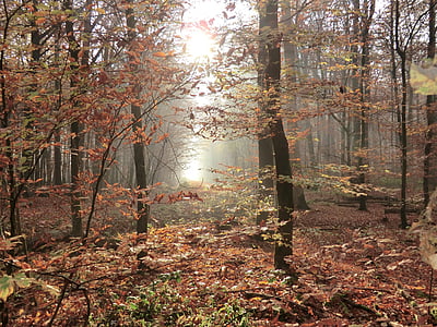 jesen, šuma, Sigurnosno svjetlo, stabla, lišće, proplanak, jesenje šume